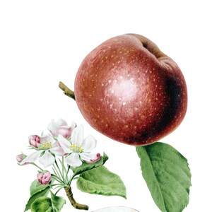 Pommes Fruits Cartes de correspondance vintage Jardin Fête des Mères Récolte d'automne Merci