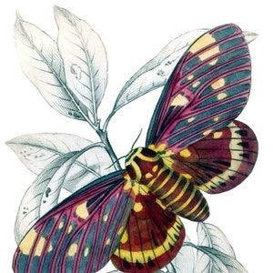 Carte de correspondance vierge avec image vintage papillon de nuit fête des mères Pâques fait main printemps anniversaire remise des diplômes Merci