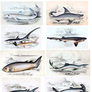 Vintage Shark Illustrations Collection Number 1 Blank Cards Handmade 10 cards Birthday Graduation Science Thank You