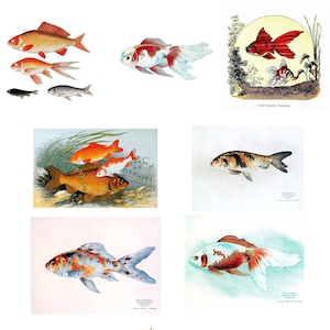 Collezione Vintage Goldfish #1 Carte fatte a mano 10 carte Laurea Compleanni Fatte a mano Grazie