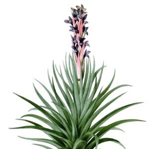 Tillandsia Bromeliad leere Notiz Karte Geburtstag Ostern handgemachte Frühling botanischen Urlaub Danke