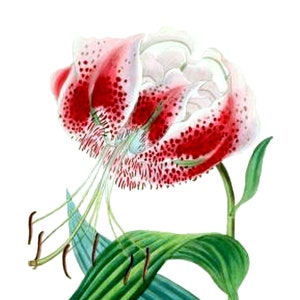 Cartão de nota em branco de lírio asiático vintage flor de jardim primavera dia dos namorados aniversário feito à mão obrigado