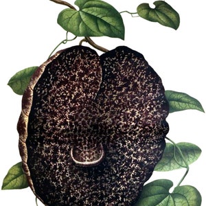 Carte de correspondance vintage Aristolochia, jardin édouardien victorien, anniversaire fait main, merci