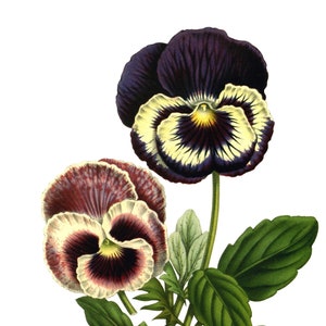 Amores-perfeitos Vintage Imagem Cartão de Nota Vitoriano Edwardian Garden Aniversário Feito à Mão Obrigado
