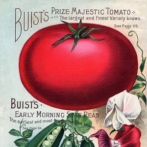 Buist's Majestic Tomato 1906 Garden Catalogue Carte de correspondance vierge Printemps anniversaire Merci