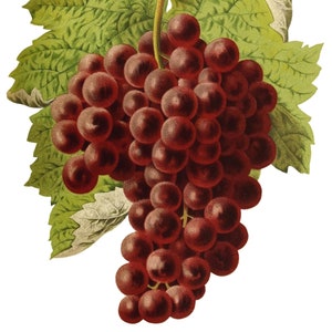 Uvas Frutas Vintage Imagem Cartões de Nota Jardim Dia das Mães Outono Colheita Obrigado
