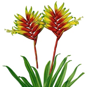 Tillandsia Bromélia Cartão de Nota em Branco Aniversário Páscoa Feito à Mão Primavera Botânico Feriado Obrigado