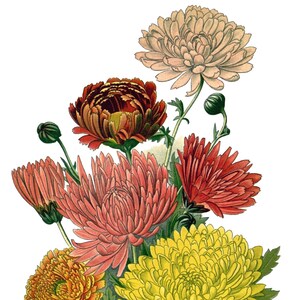 Beau chrysanthème fleurs de printemps carte de correspondance vierge fête des mères Pâques vacances fait main anniversaire Merci