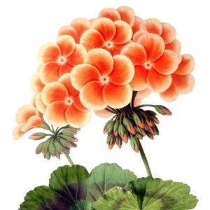 Cartão de nota em branco com flores de gerânios, feito à mão, jardim de férias, aniversário, obrigado