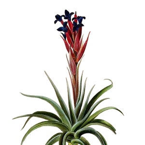 Tillandsia Bromélia Cartão de Nota em Branco Aniversário Páscoa Feito à Mão Primavera Botânico Feriado Obrigado