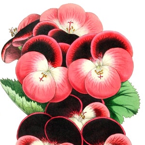 Cartão de nota em branco com flores de gerânios, feito à mão, jardim de férias, aniversário, obrigado
