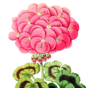 Cartão de nota em branco com flores de gerânios, feito à mão, jardim de férias, aniversário, obrigado