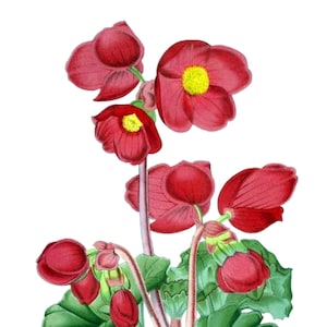 Carte de correspondance vierge fleur de bégonia fait main pour les fêtes, jardin, anniversaire, merci