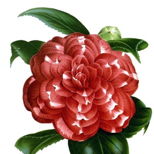Carte de correspondance vierge vintage fleur de camélia à la main victorienne édouardienne vacances anniversaire image vintage Merci