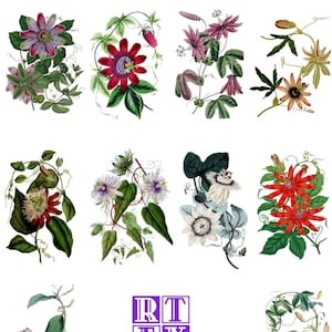 Coleção Passion Flower #1 Conjunto de imagens vintage com 10 cartões em branco feitos à mão Aniversário Primavera Jardim Obrigado