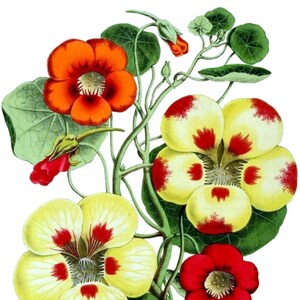 Carte de correspondance vierge fleur de capucine fête des mères Pâques fait main printemps vacances anniversaire Merci