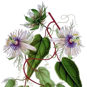 Cartão de nota em branco de flor de paixão maravilhosa, vintage, jardim, flor, primavera, dia dos namorados, aniversário, feito à mão