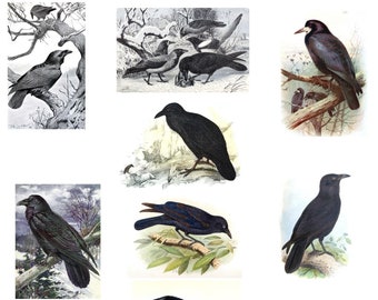 Corvid Collection Number 2  blank Cards Handmade 10 cards Any Occasion Ravens Crows Vintage Images
