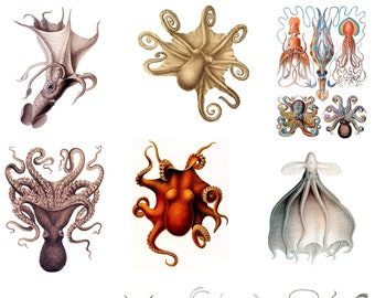 Cephalopod Collection Number 2  blank Cards Handmade 10 cards Graduation Birthdays Handmade Thank You