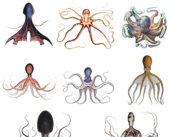 Excellent Octopus Collection 2021 10 Cards Handmade Vintage Images All Tentacles All The Time Birthday Thank You