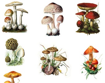 Mushroom Collection Number 1  blank Cards Handmade 10 cards Birthday Thank You Get Well