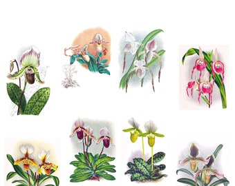 Cypripedium Orchid Collection #1 Set of 10 Blank Cards Handmade Vintage Images Birthday Spring Garden Thank You Get Well