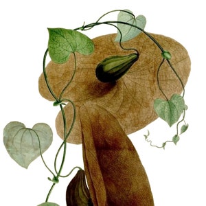 Carte de correspondance vintage Aristolochia, jardin édouardien victorien, anniversaire fait main, merci