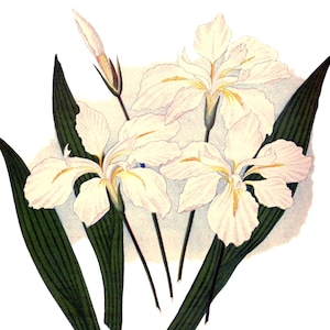 Carte de correspondance vierge avec fleurs d'iris vintage faite main pour les fêtes d'anniversaire, jardin, merci, rétablissement