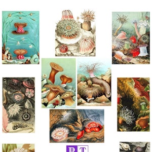 Sea Anemone Collection #3 Vintage Images Handmade Blank Note Cards Set of 10 Invitations Birthday Oceanography Thank You