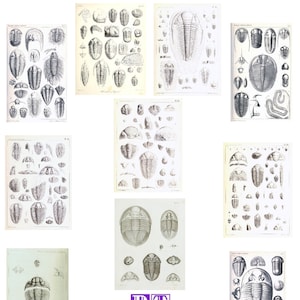 Collection de trilobites n°3 Images vintage faites main, lot de 10 cartes, fossiles, remise des diplômes, paléontologie, bugs, anniversaire, merci