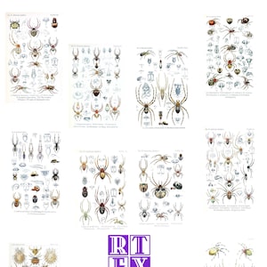 May include: A set of 10 vintage illustrations of spiders, each featuring a different species. The illustrations are in black and white and have a detailed, scientific style. The illustrations are labeled with the scientific names of the spiders.