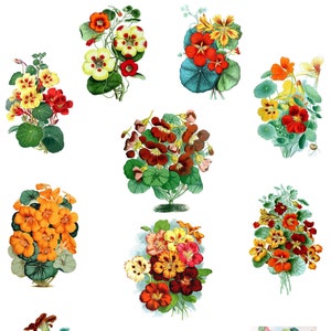 Colección de capuchinas n.° 1, flores, jardín, imágenes antiguas, tarjetas en blanco, hechas a mano, fiestas, cumpleaños, agradecimientos, día de la madre
