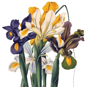 Carte de correspondance vierge avec fleurs d'iris vintage faite main pour les fêtes d'anniversaire, jardin, merci, rétablissement