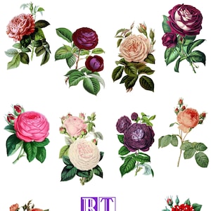 Collection de roses vintage #2 roses roses et violettes victorien édouardien Saint-Valentin anniversaire amour cartes de remerciement vierges