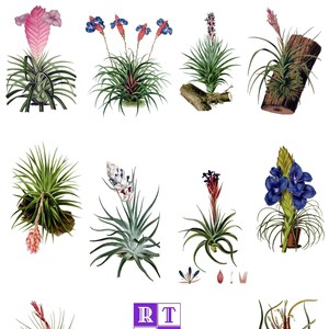 Collection Tillandsia, 1 lot de 10 cartes vierges, images vintage faites main, anniversaire, printemps, jardin, invitations, vacances, plantes aériennes, merci