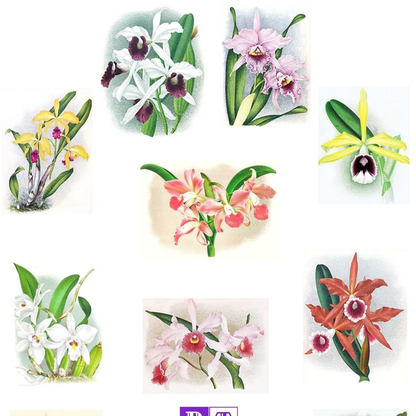 Laelia Orchid Collection #1 Set of 10 Blank Cards Handmade Vintage Images Birthday Spring Garden Thank You Get Well