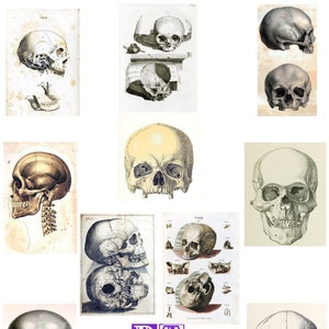 Collezione di teschi Boney Bits 2021 n. 1 Illustrazioni di anatomia vintage Biglietti vuoti Inviti fatti a mano Halloween