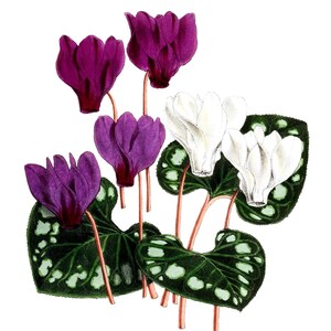 Cartão de nota em branco com flores de ciclâmen de imagem vintage feito à mão, feriado, aniversário, obrigado