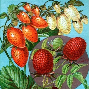 Catálogo de semillas y jardín de fresas vintage que dan frutos, tarjeta en blanco para notas, cumpleaños de primavera, hecho a mano, vacaciones, agradecimiento
