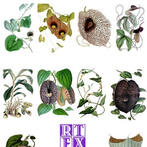 Colección Aristolochia 2 Imágenes Vintage de la Naturaleza Tarjetas de Notas en Blanco Hechas a Mano Fiesta Cumpleaños Agradecimiento