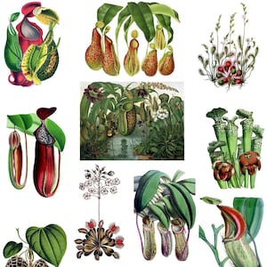 Carnivorous Plant Collection Number 1  Vintage Images 10 Cards Nepenthes Saracenea Flytrap Sundew Birthday Thank You Get Well