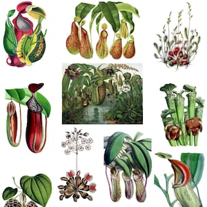 Images vintage numéro 1 de la collection de plantes carnivores 10 cartes Nepenthes Saracenea attrape-mouches droséra anniversaire Merci de vous rétablir