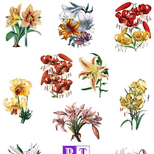 Coleção Lily #2 Imagens Botânicas Vintage Cartão em Branco Victoriano Edwardian Obrigado Aniversário