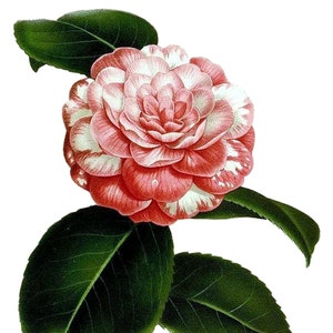 Carte de correspondance vierge vintage fleur de camélia à la main victorienne édouardienne vacances anniversaire image vintage Merci