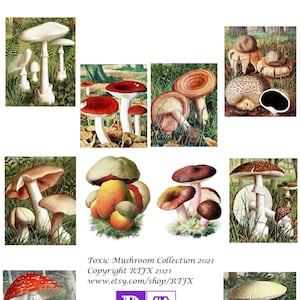 Collection de champignons toxiques 2021 Images vintages Cartes de correspondance vierges faites à la main, Invitations d'anniversaire, Merci Retro Get Well