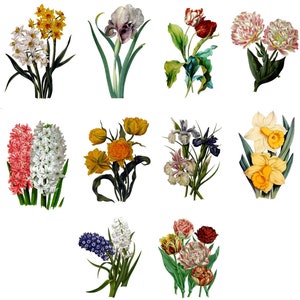 Colección de flores de primavera #2 Imagen vintage Tulipanes Narcisos Jacinto Tarjetas en blanco Hechas a mano 10 tarjetas Cumpleaños Gracias Que te mejores