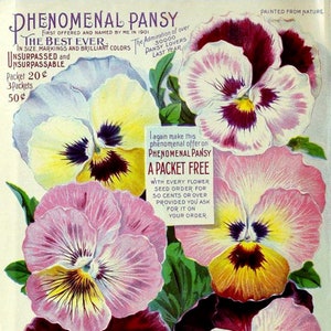 Pensées phénoménales, catalogue de jardins, carte de correspondance vierge faite à la main pour les fêtes, anniversaire, jardin, merci pour la guérison