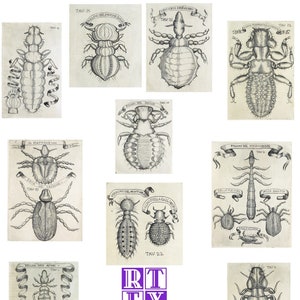 Medieval Lice and Mite Collection 10 card Set Blank Cards Vintage Images Nature Handmade Graduation Birthday Holiday Thank You Get Well