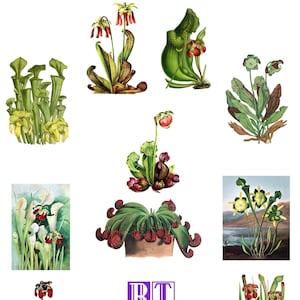 Planta Jarra Sarrecenia Número 1 Tarjetas de Imagen Vintage Hechas a Mano 10 tarjetas Cumpleaños Gracias Mejórate