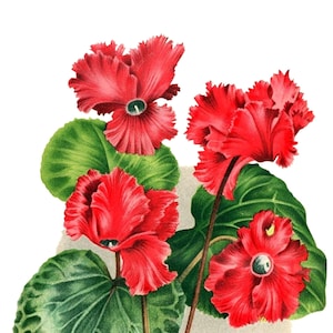 Cartão de nota em branco com flores de ciclâmen de imagem vintage feito à mão, feriado, aniversário, obrigado